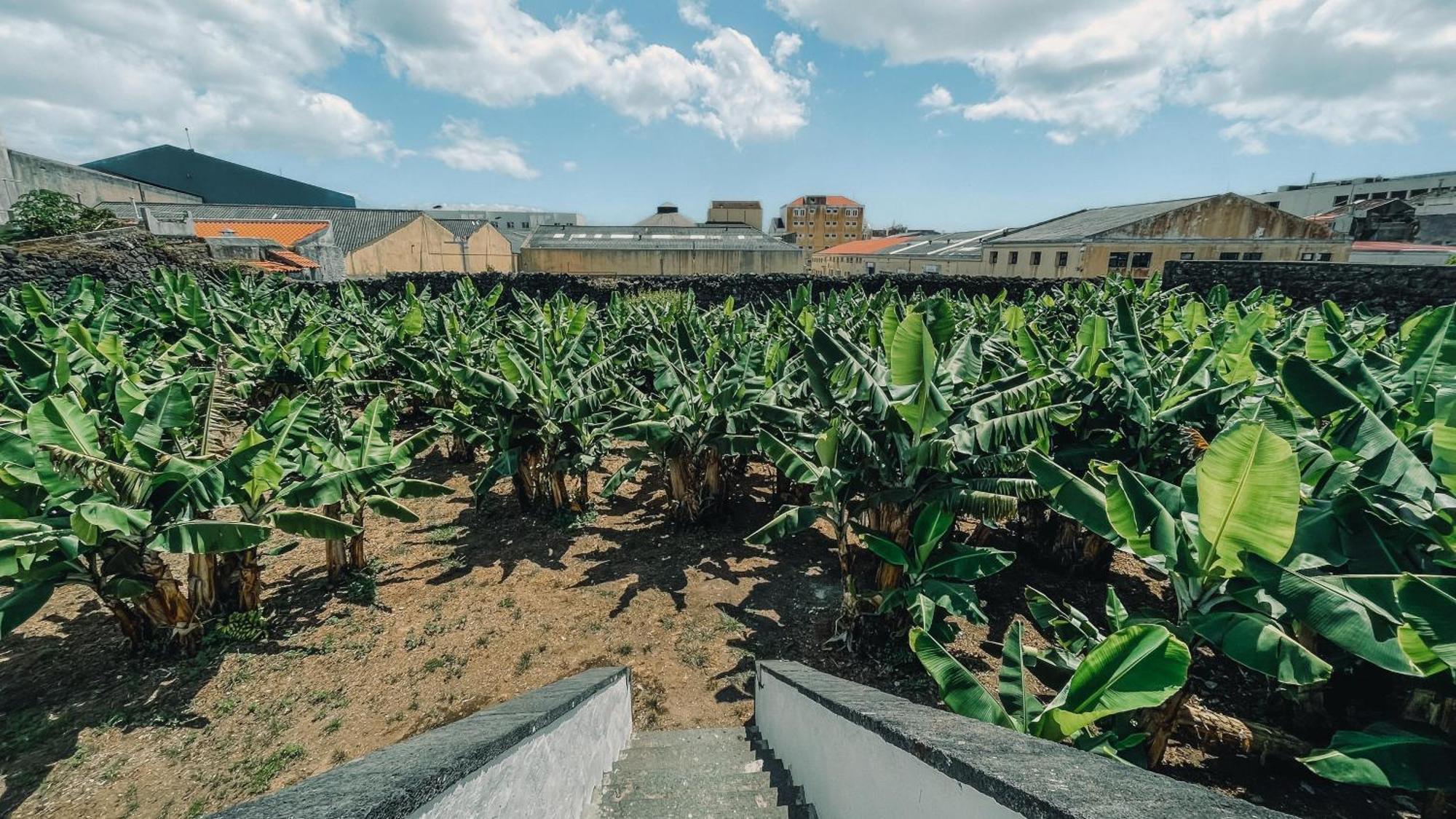 The Farm - Azores Boutique House 蓬塔德尔加达 外观 照片